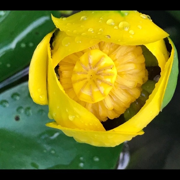 Meet your Posher, Susan - Picture 1 of 1